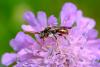 Nomada sp.
